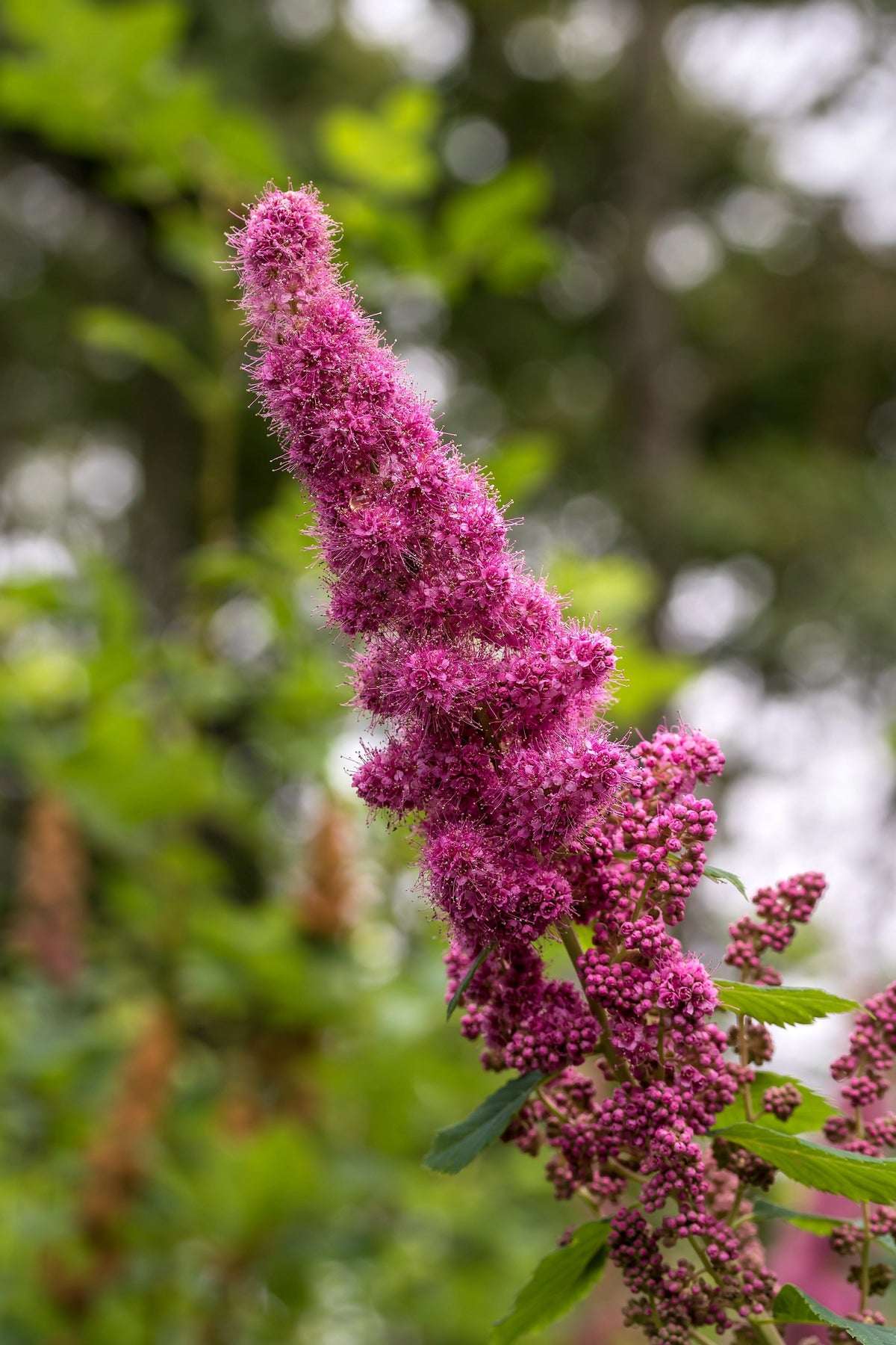 50 semillas de flores de arbusto STEEPLEBUSH rosa Hardhack Meadow Sweet Spirea Spiraea Tomentosa