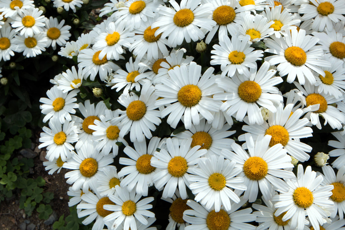 2000 semillas de margarita de ojo de buey, crisantemo leucanthemum, flores blancas