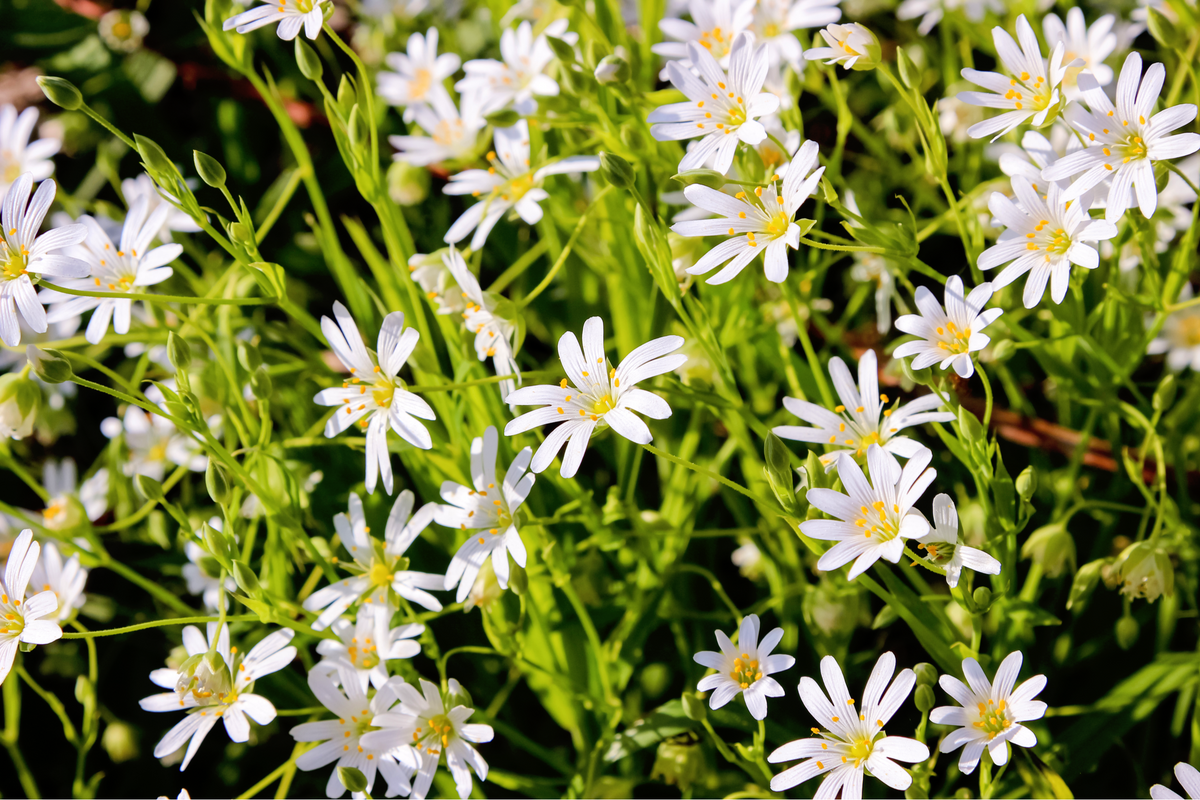50 semillas orgánicas de pamplina, Stellaria Media, hierba estrellada, hierba de punto, hierba de flor blanca
