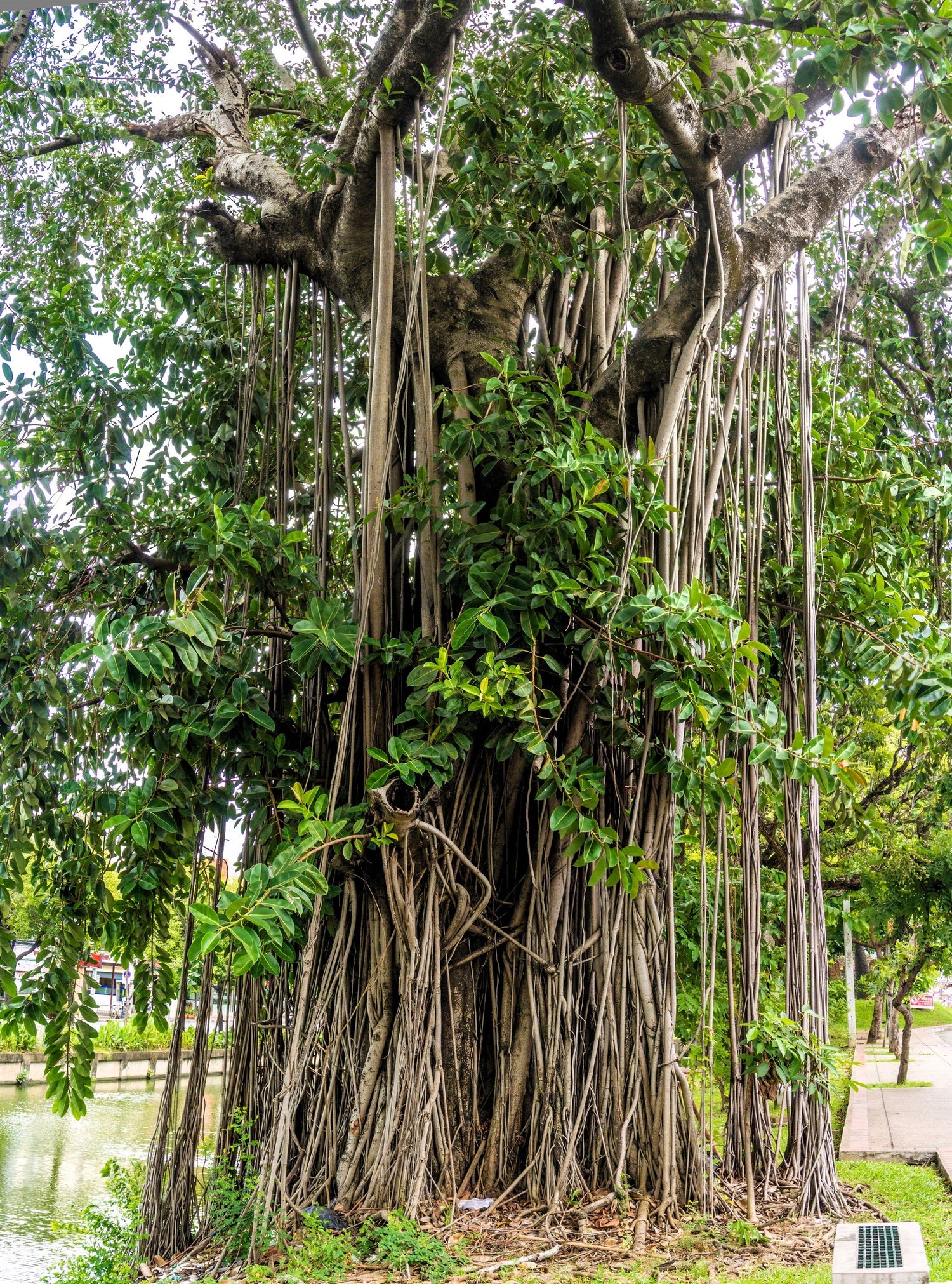 50 semillas de higuera banyan (Ficus benghalensis de las Indias Orientales), planta de interior de raíz aérea