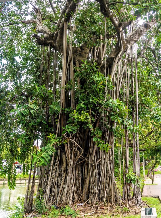 50 semillas de higuera banyan (Ficus benghalensis de las Indias Orientales), planta de interior de raíz aérea