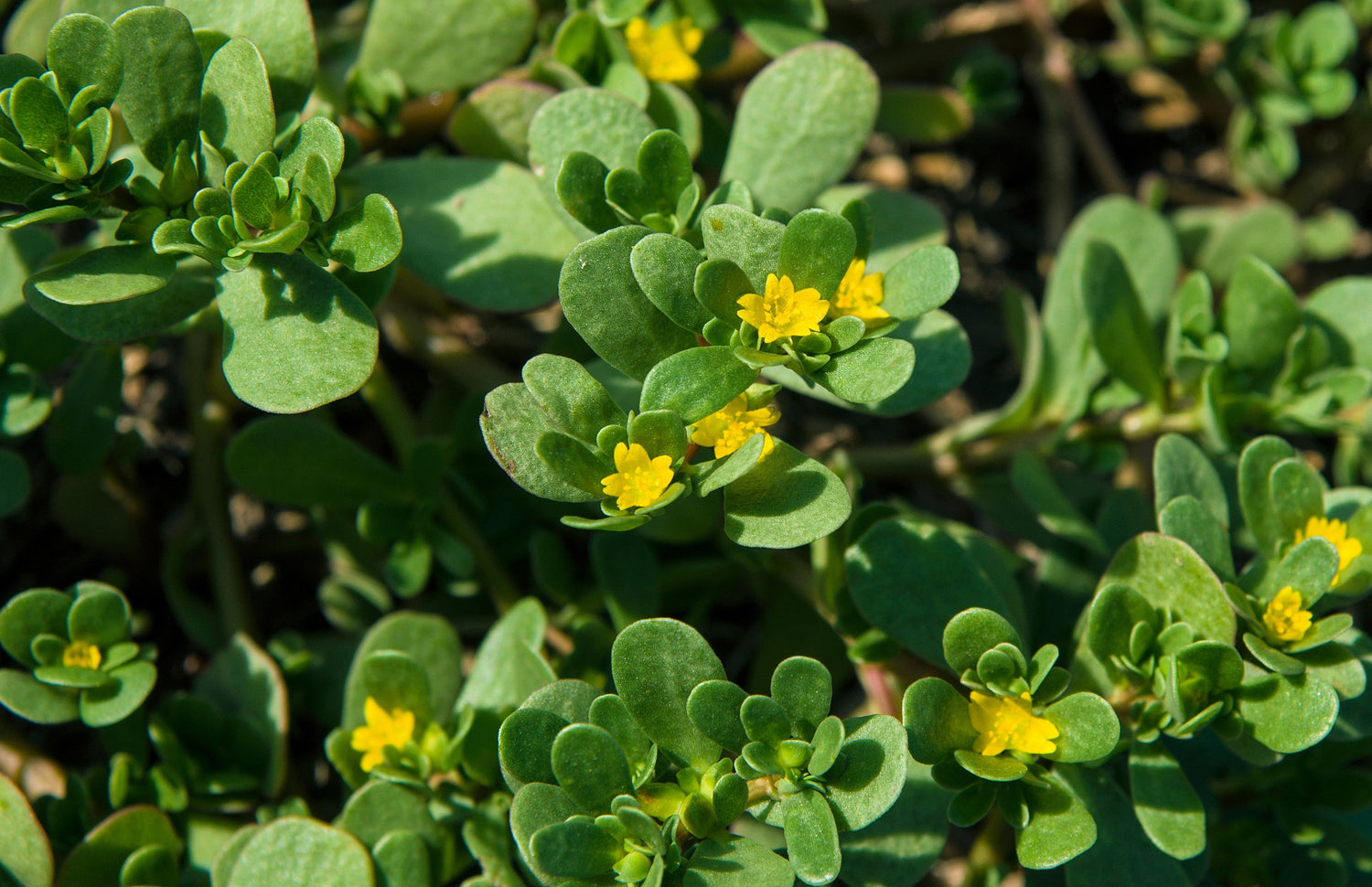 300 semillas de verdolaga dorada orgánica (Portulaca sativa), hierba vegetal, flores amarillas
