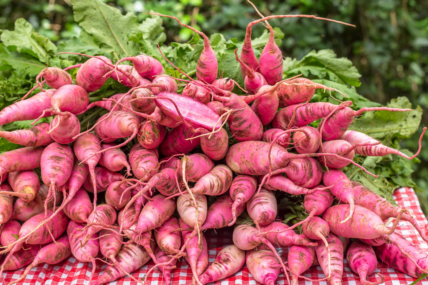 100 semillas de rábano rosa chino (rábano chino de invierno) Raphanus sativus