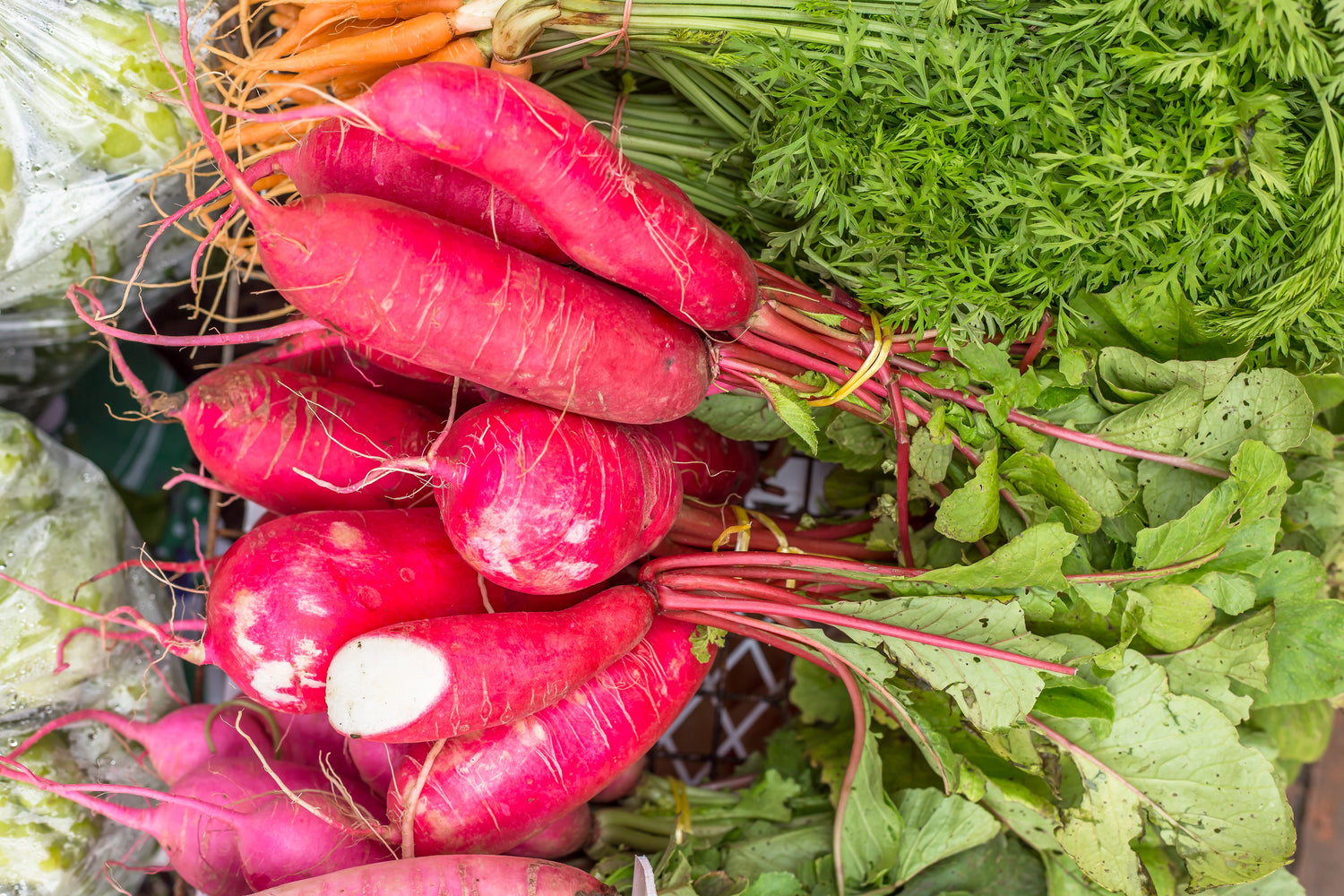 100 semillas de rábano rosa chino (rábano chino de invierno) Raphanus sativus