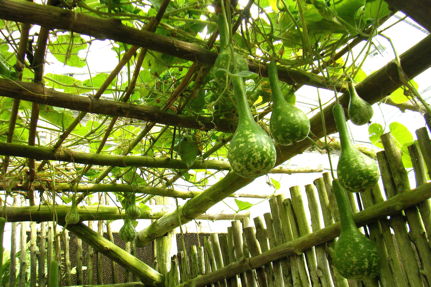 30 Semillas Vegetales DIPPER GOURD Siphon Gourd Green Lagenaria Siceraria