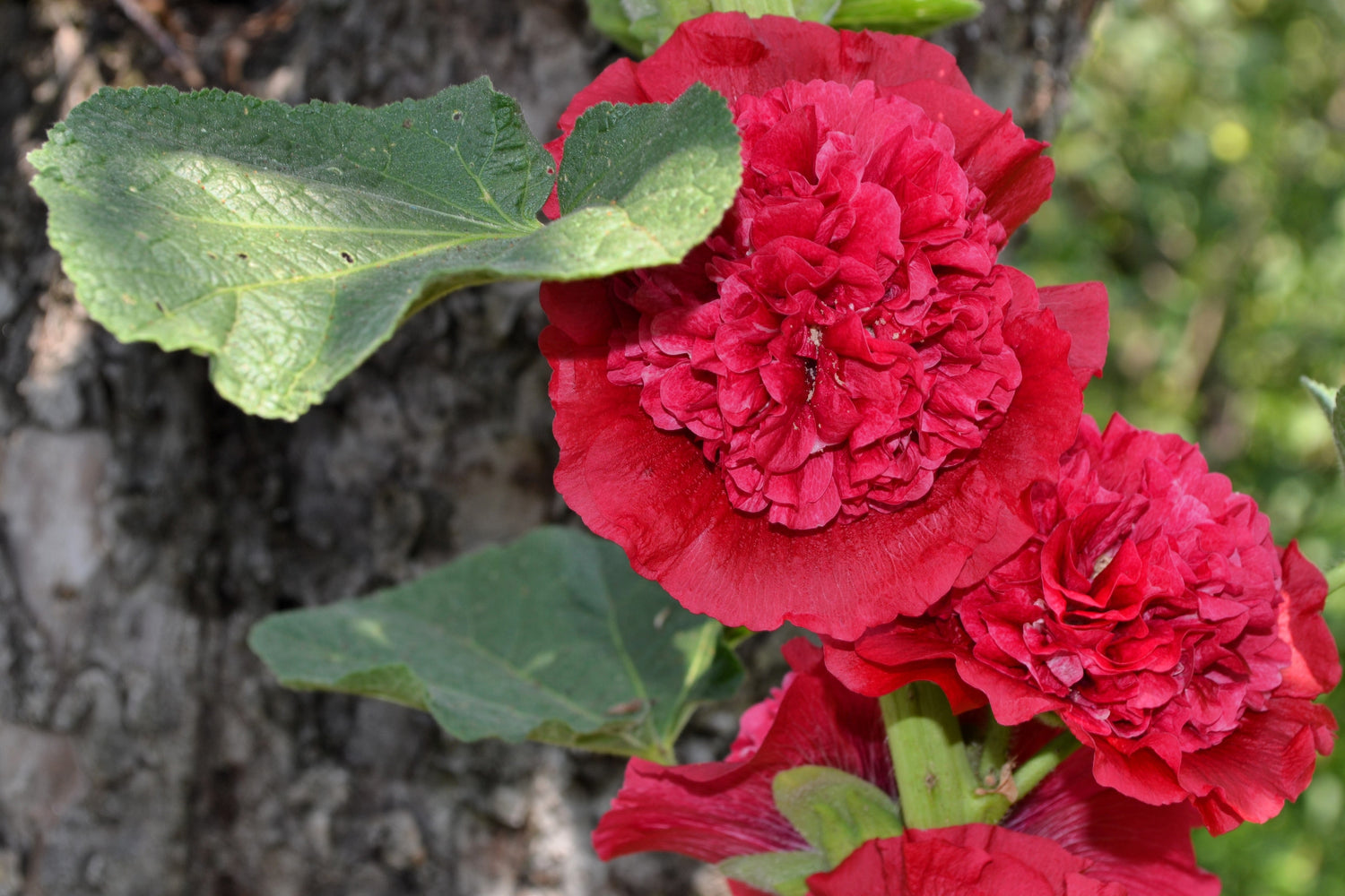 25 semillas de flores de malvarrosa roja doble escarlata Alcea Rosea perenne