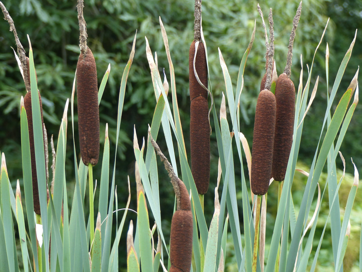 50 semillas de flores de cola de gato Typha Latifolia, hierba de estanque de agua