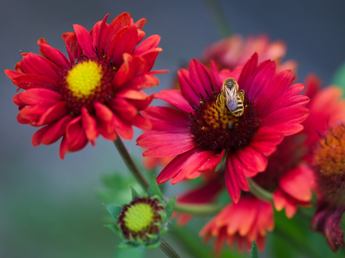 50 semillas de flor de manta india roja GAILLARDIA BORGOÑA