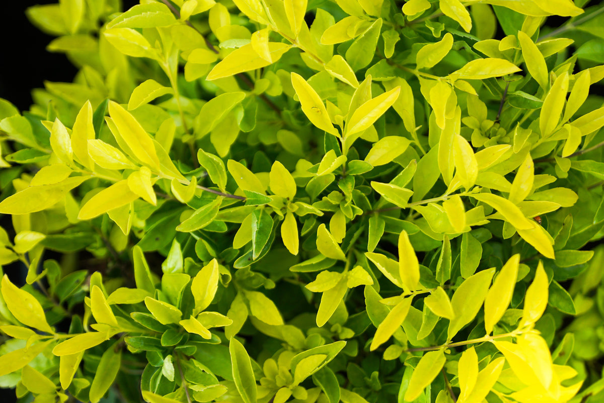 10 semillas de Duranta Erecta Repens, arbusto ornamental de bayas de color naranja, follaje dorado, flores blancas, violetas y moradas.