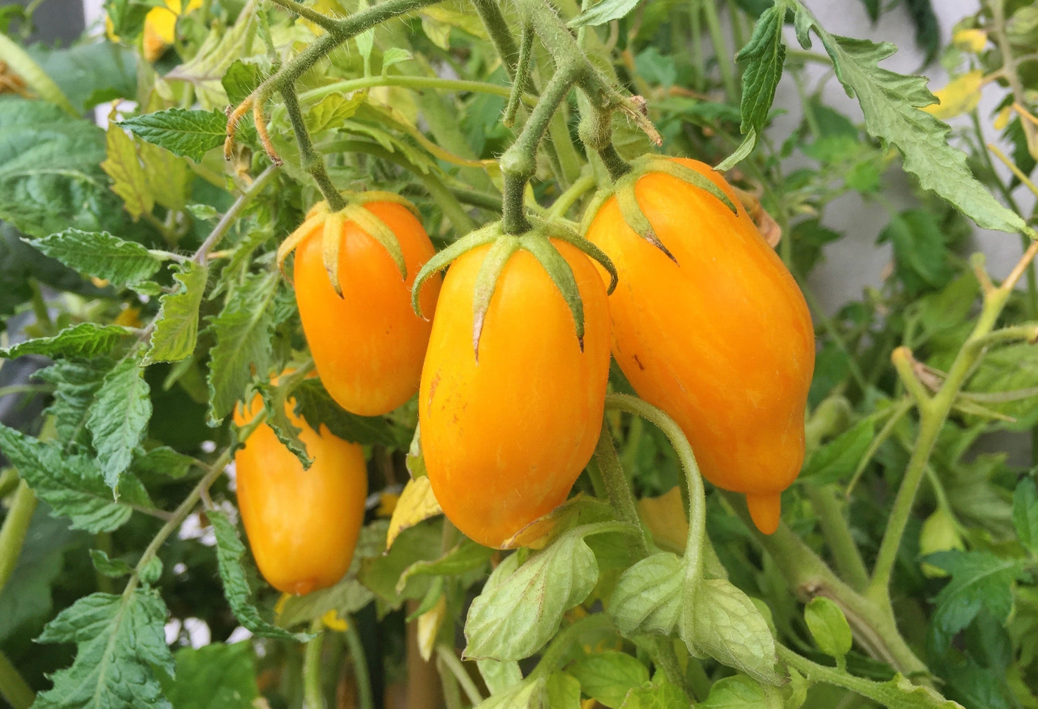 40 semillas de tomate, patitas de plátano, lycopersicon amarillo heirloom