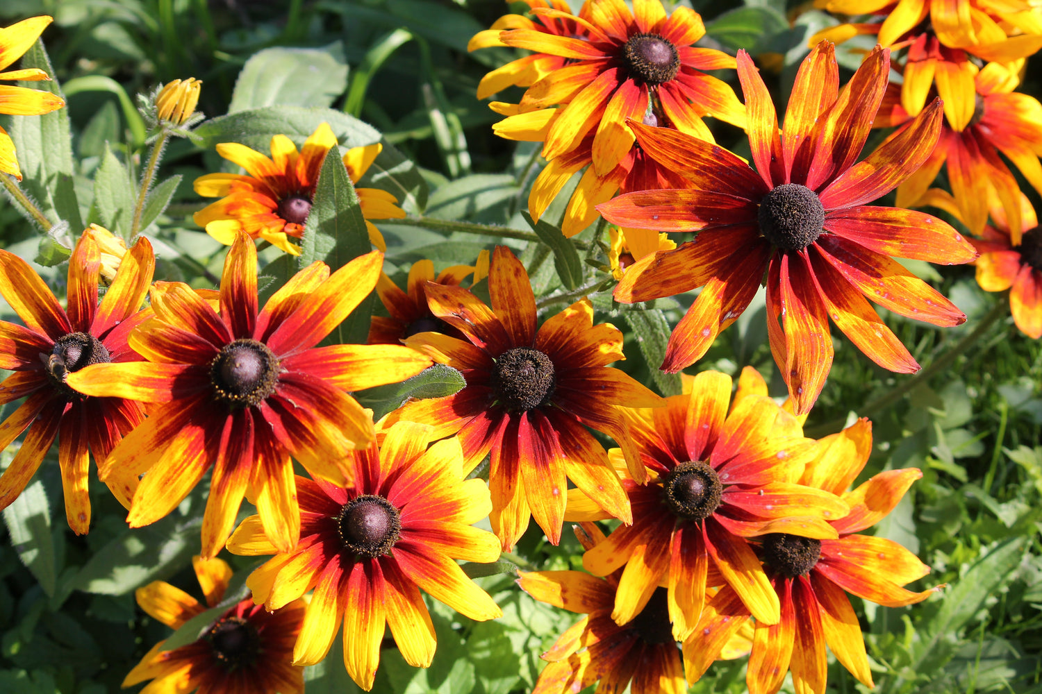 4000 semillas de Rudbeckia Hirta, margarita gloriosa de verano indio, flores rojas, amarillas y marrones