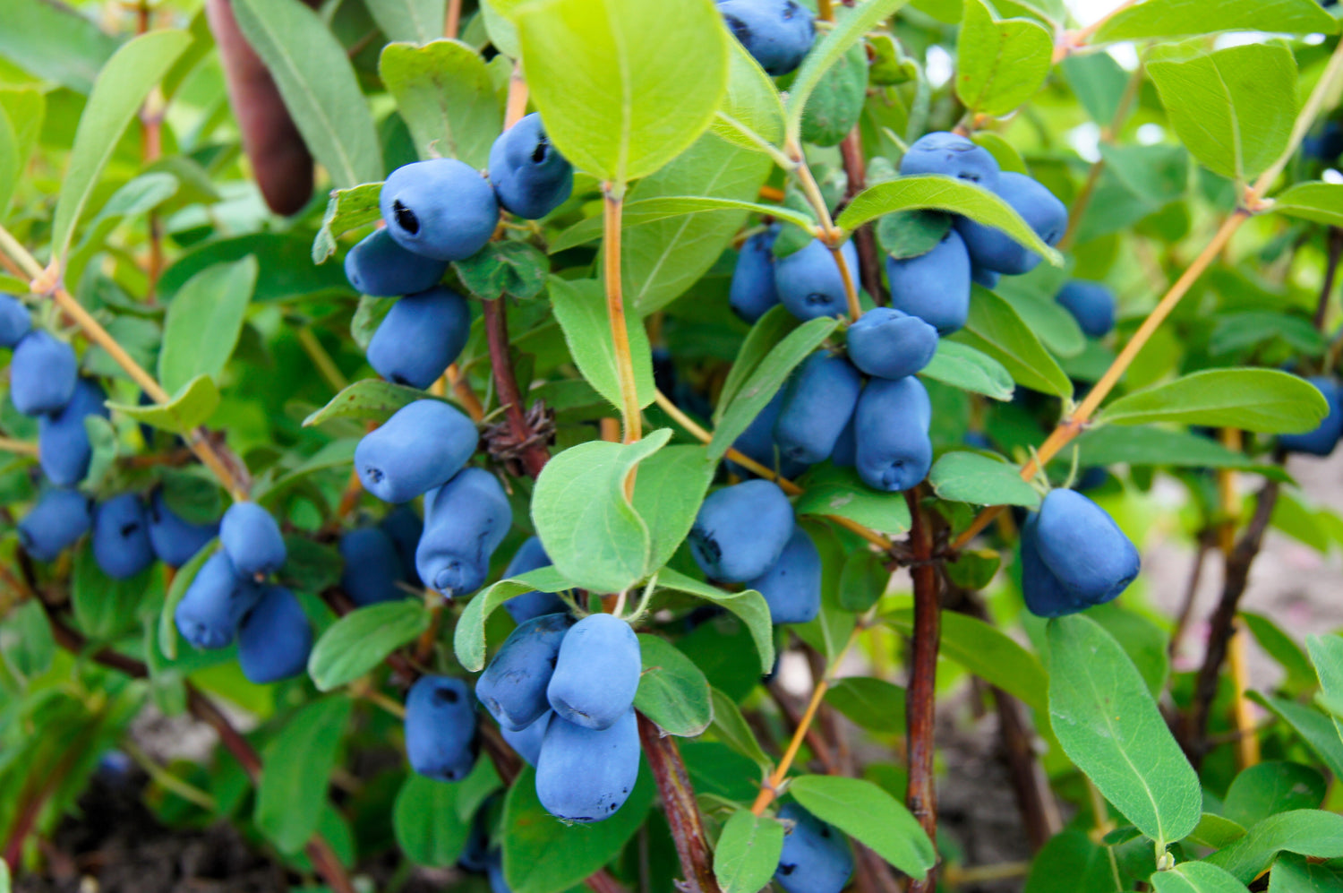 30 semillas de arbusto de fruta comestible de madreselva azul Lonicera caerulea