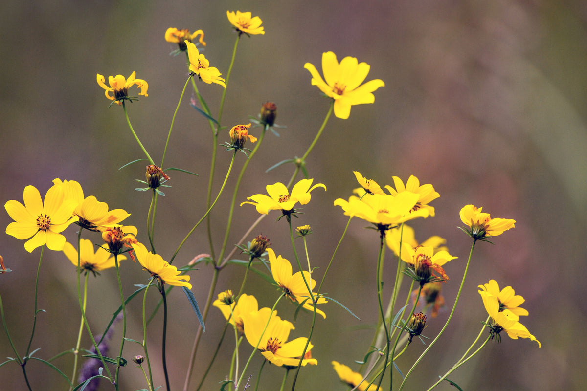 200 semillas de flores de caléndula amarilla de pantano Bidens Aristosa Mutica