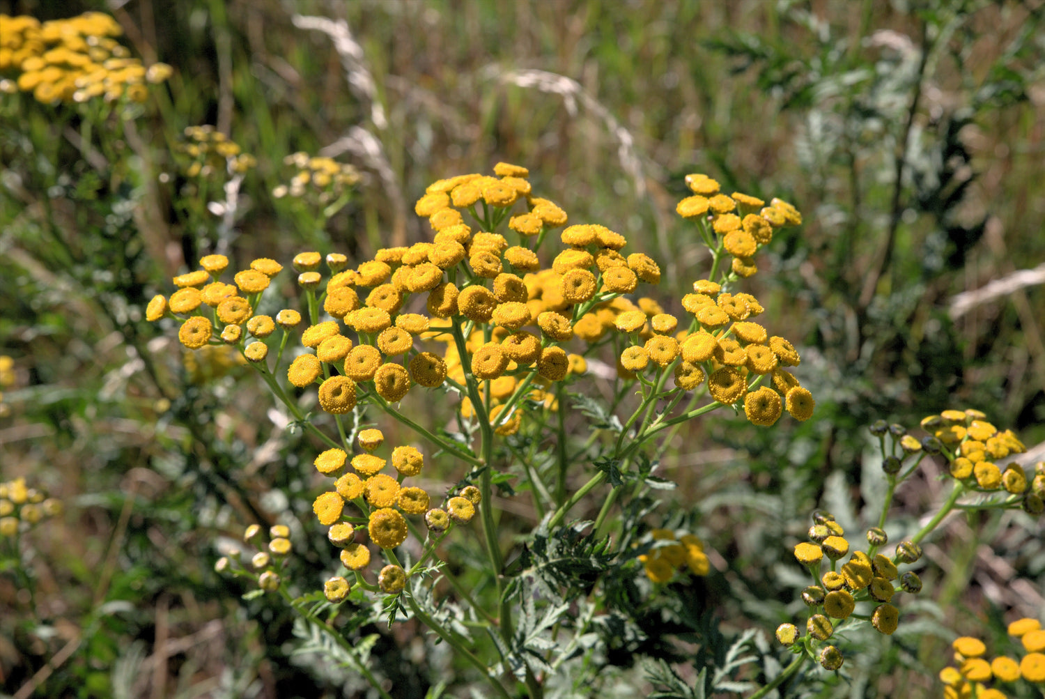 250 semillas de flores amarillas de AGERATUM DORADO Lonas Inodora