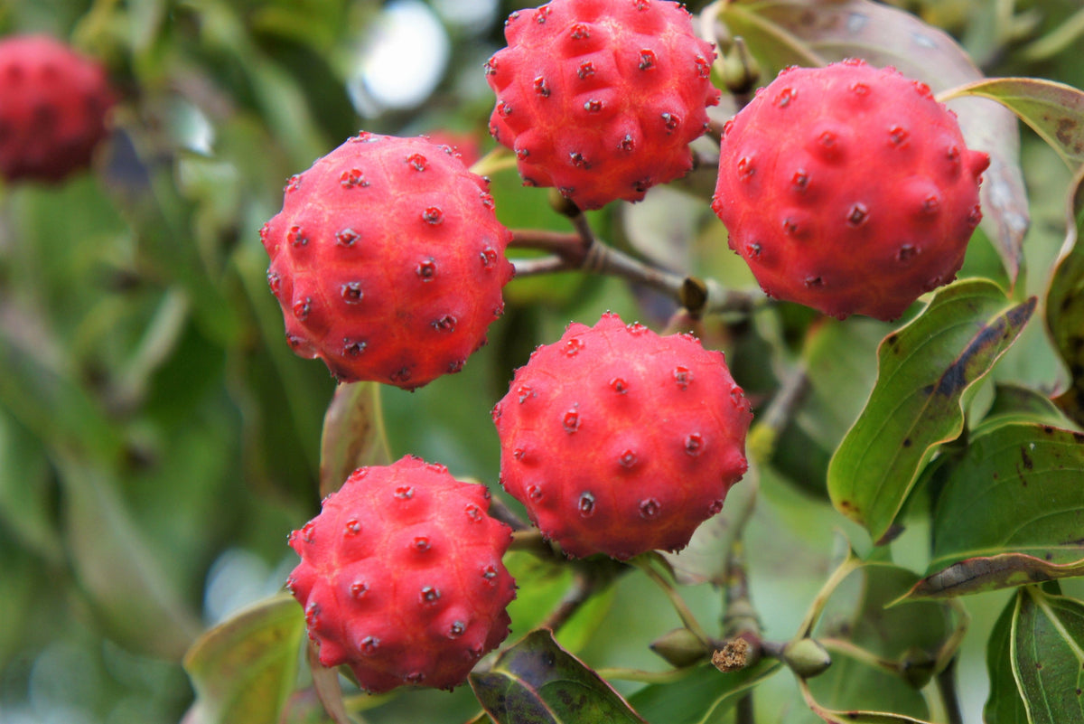 5 Semillas de árboles de flores ornamentales de Cornus Capitata Angustata Kousa de MADERA ROSA
