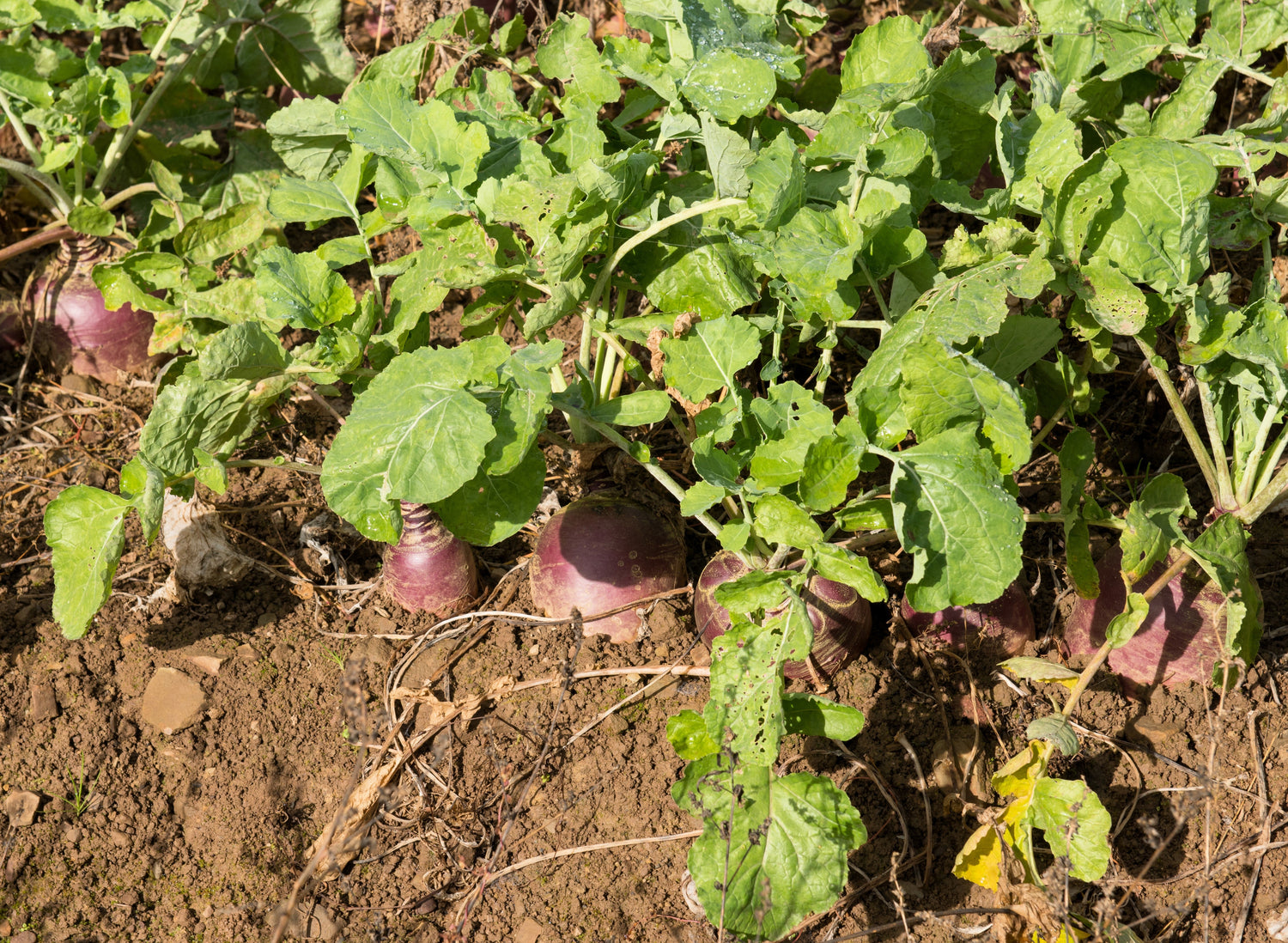 3000 Semillas de hortalizas de colinabo laurentiano Brassica napus