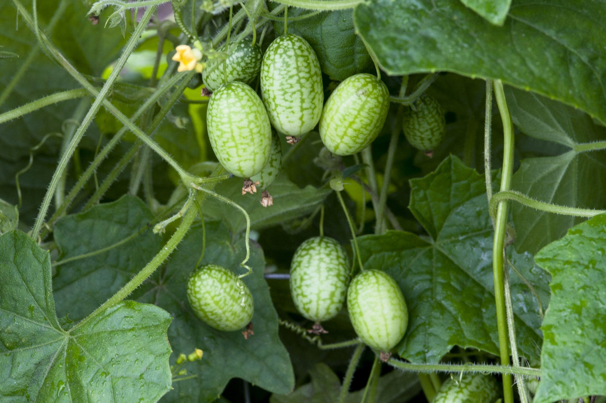 10 CUCAMELON Melothria Scabra Melón Ratón Pepinillo Mexicano Sandía Mini Semillas de Vid de Pepino