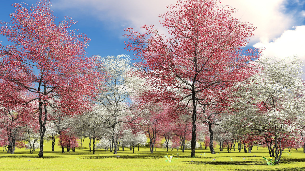 5 semillas de árbol de cornejo de flores rosas Cornus Florida Rubra, árbol ornamental nativo