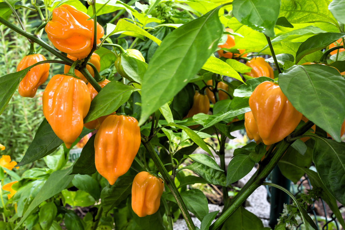 50 semillas de pimiento habanero naranja picante Capsicum Chinense