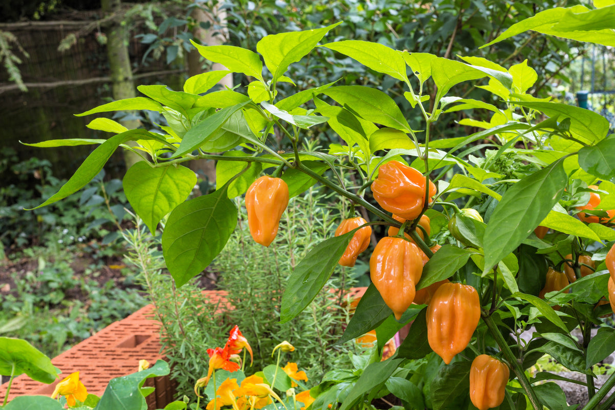 50 semillas de pimiento habanero naranja picante Capsicum Chinense