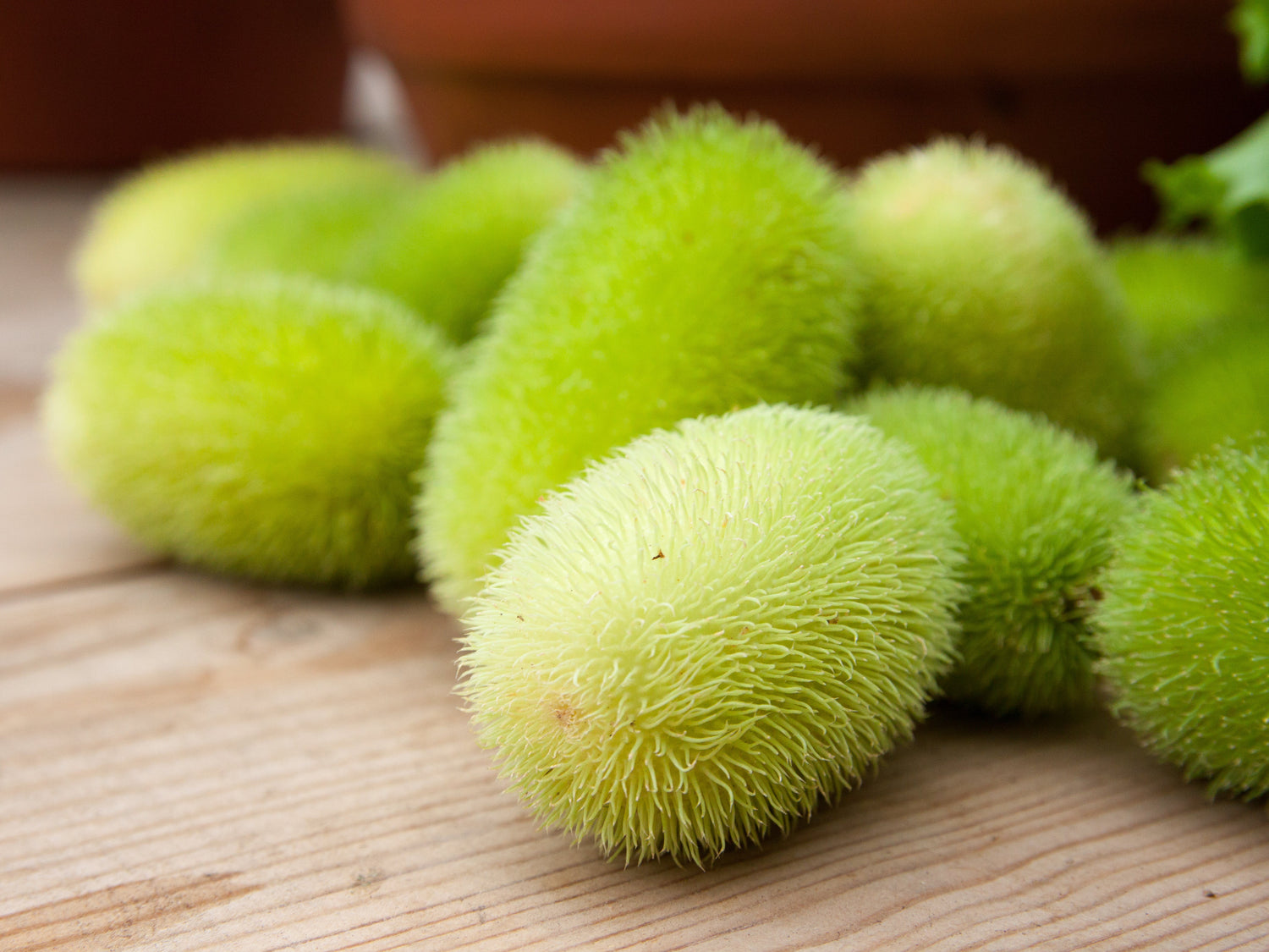10 WOOLY BEAR GOURD Cucumis Dipsaceus Fuzzy Green Ornamental Seeds