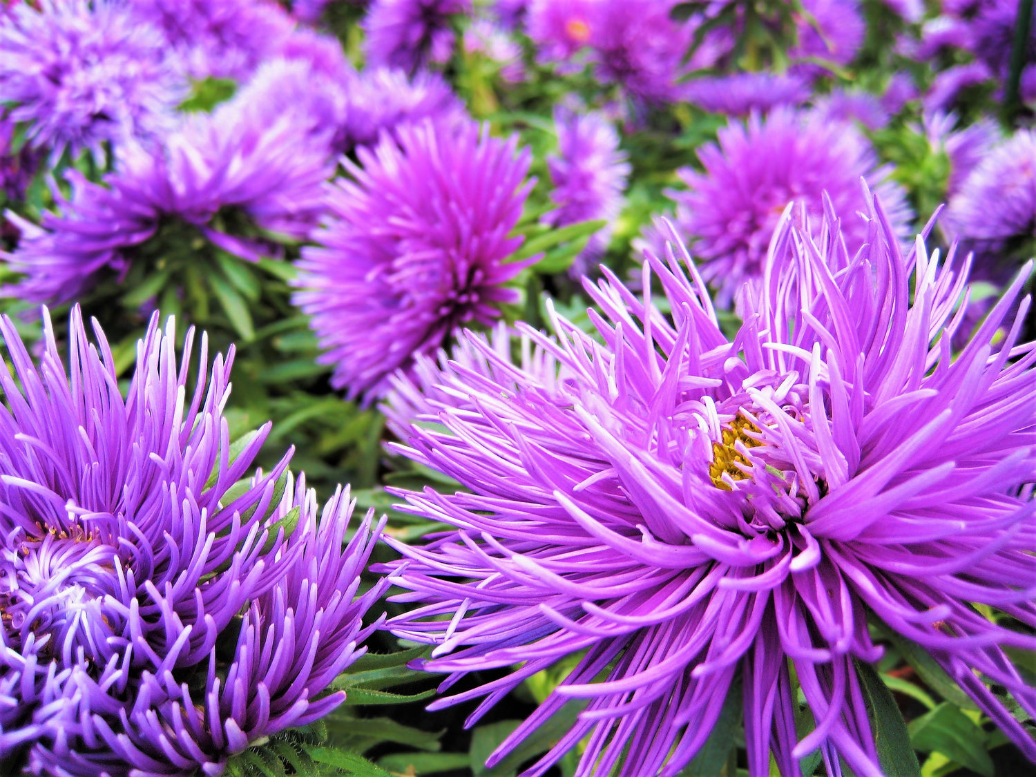 30 semillas de flores de aster violeta púrpura Callistephus Chinensis Unicom