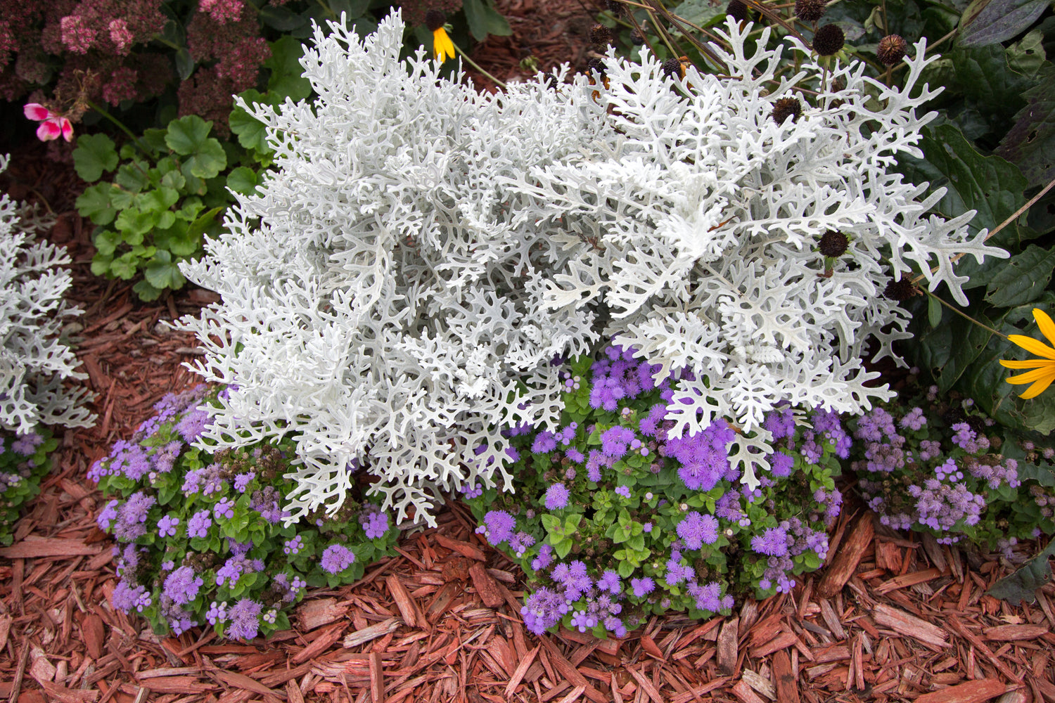 300 SILVERDUST DUSTY MILLER Semillas de flores de Cineraria Maritima Jacobaea Senecio