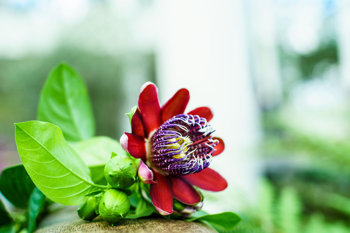 5 GRANADILLA GIGANTE Flor de la pasión roja Passiflora quadrangularis Semillas de vid de fruto amarillo