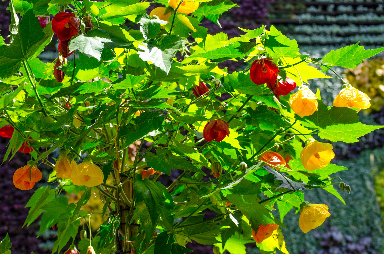 Semillas de arce en flor (flor de campana china) Abutilon Hybridum, arbusto, árbol pequeño, 30 colores variados