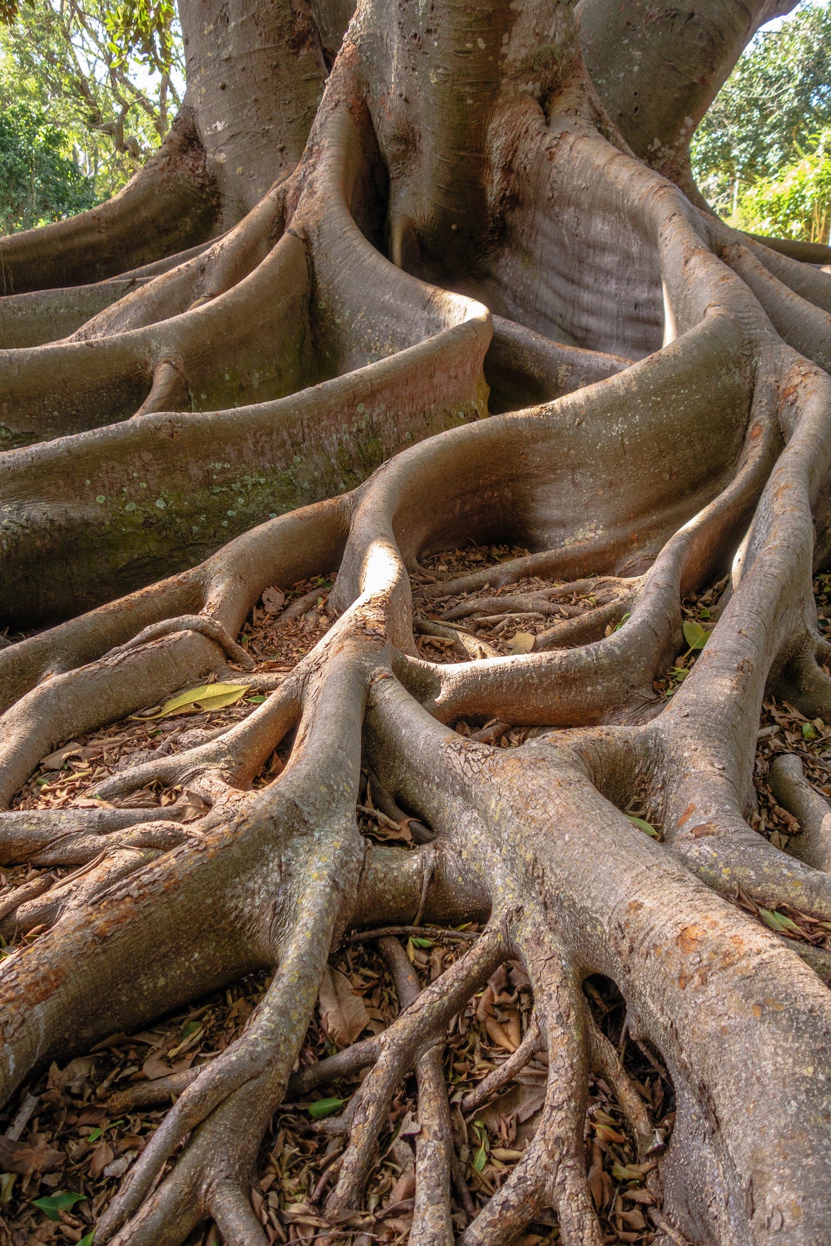 50 semillas de higuera banyan (Ficus benghalensis de las Indias Orientales), planta de interior de raíz aérea