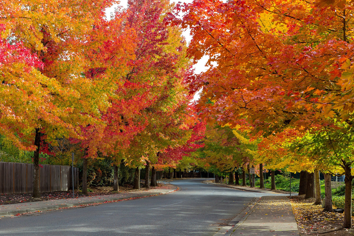50 AMERICAN SWEETGUM Liquidambar Styraciflua Storax Alligator Sweet Gum Tree Seeds - Great Fall Color! Red Yellow Orange Purple