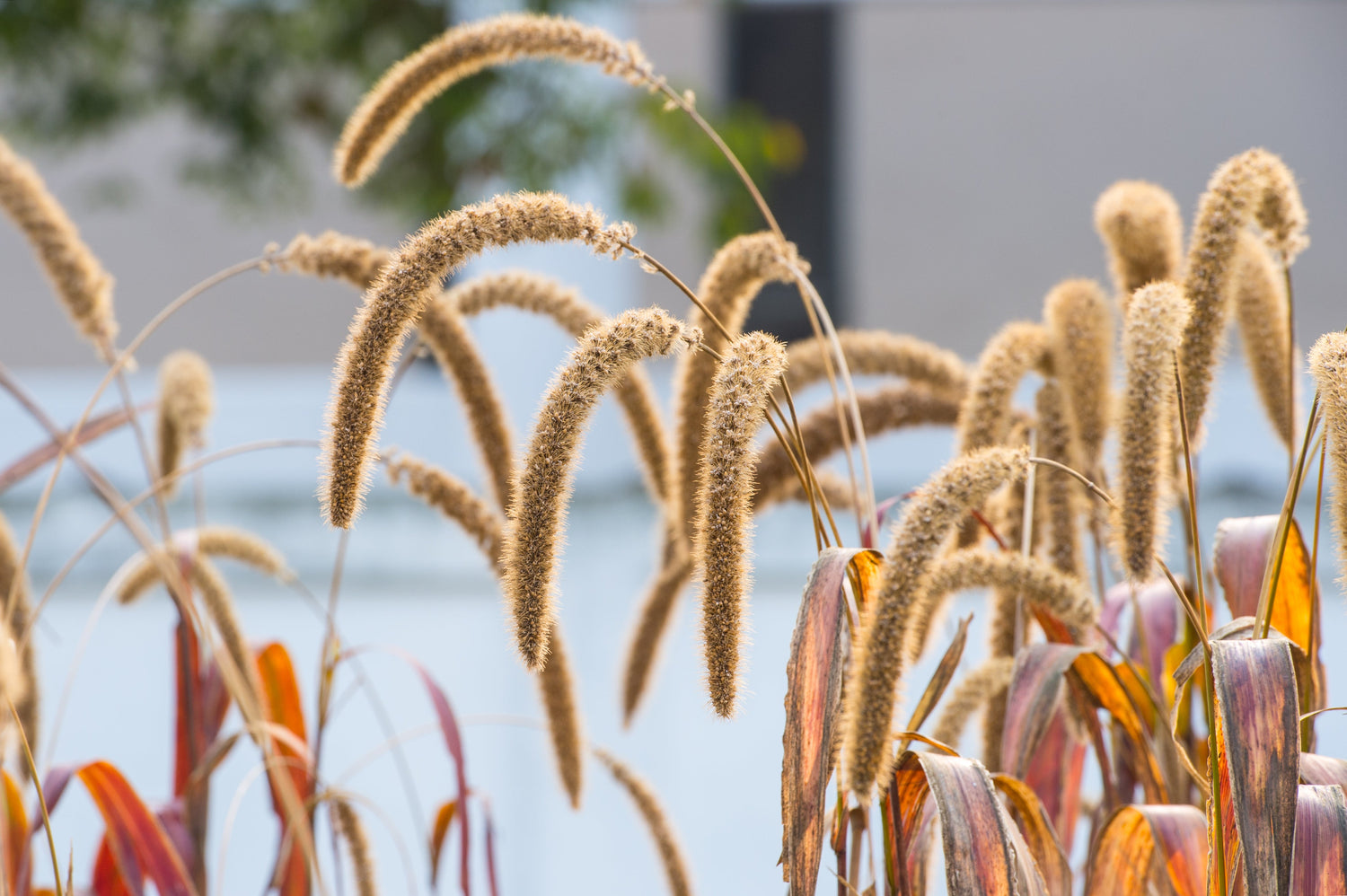 100 semillas de flores de mijo cola de zorro Setaria Italica, hierba ornamental