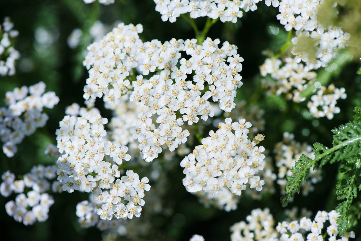 1000 semillas de flores de milenrama blanca (Achillea millefolium)