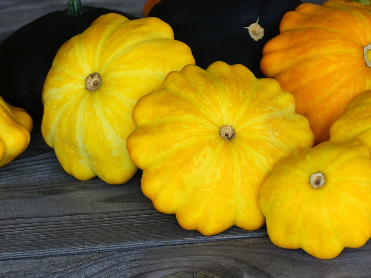10 semillas de calabaza vieira amarilla dorada (calabaza Patty Pan / Paty Pan / Squanter) de verano Cucurbita Pepo