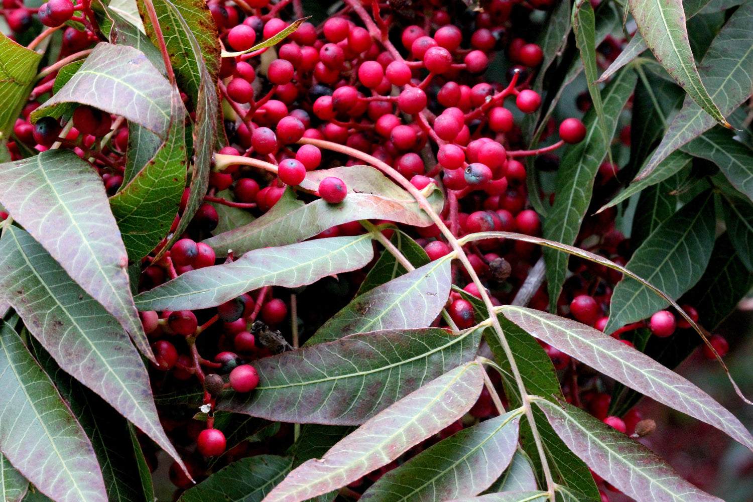 25 PISTACHOS chinos Pistacia Chinensis Pistache Pistach Amarillo Naranja Rojo en otoño Semillas de árbol de lentisco