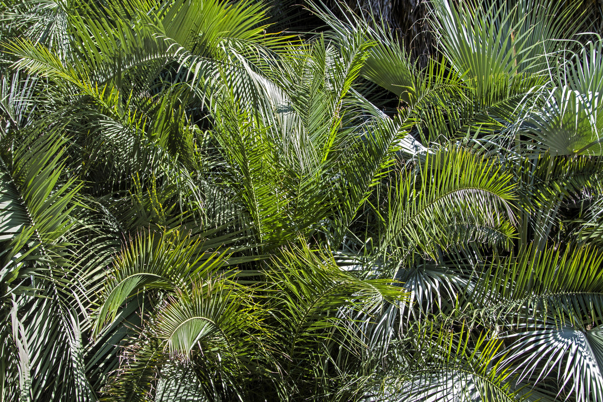 10 semillas de palma de coco, palma de jalea, palma Pindo, Butia Capitata, árbol frutal comestible, planta de interior