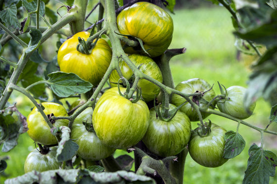 50 semillas de tomate cebra verde, Lycopersicon rayado, fruta y verdura