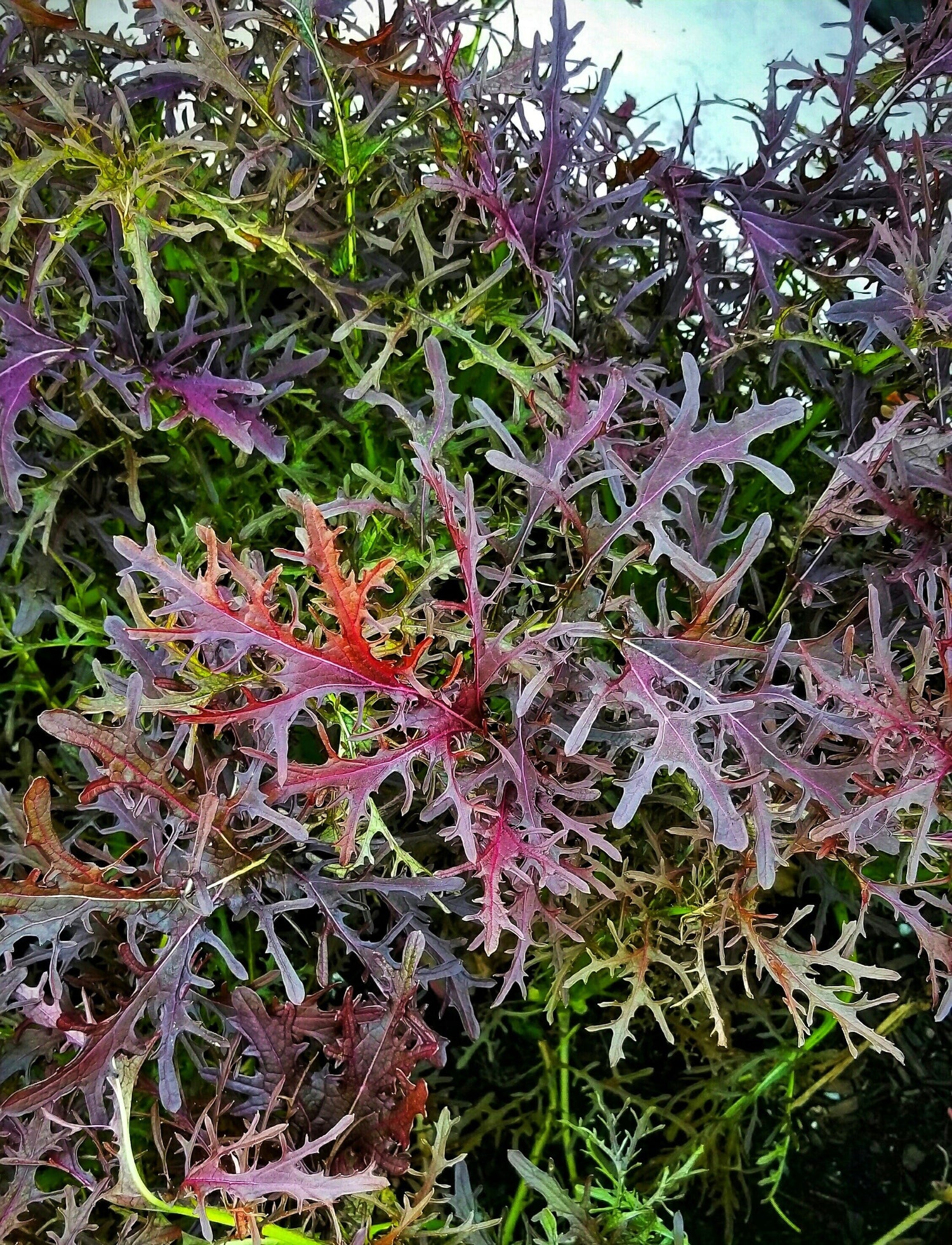 200 semillas de mostaza mizuna con vetas rojas, verduras japonesas, Brassica juncea