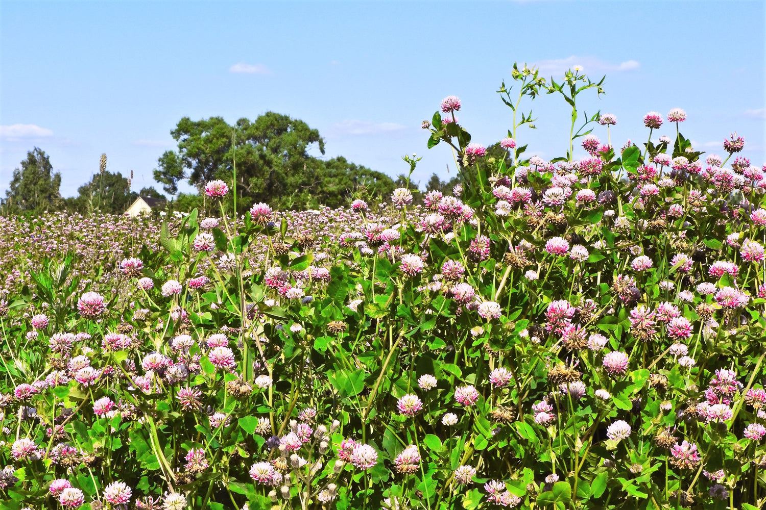 1500 ALSIKE CLOVER Trifolium Hybridum Pink & White Flower Legume Seeds