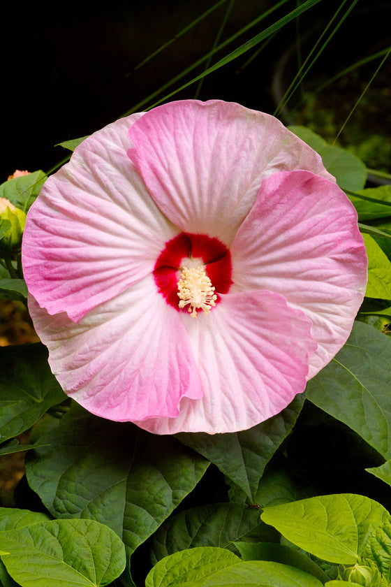 10 semillas de flores de hibisco resistentes Luna PINK SWIRL