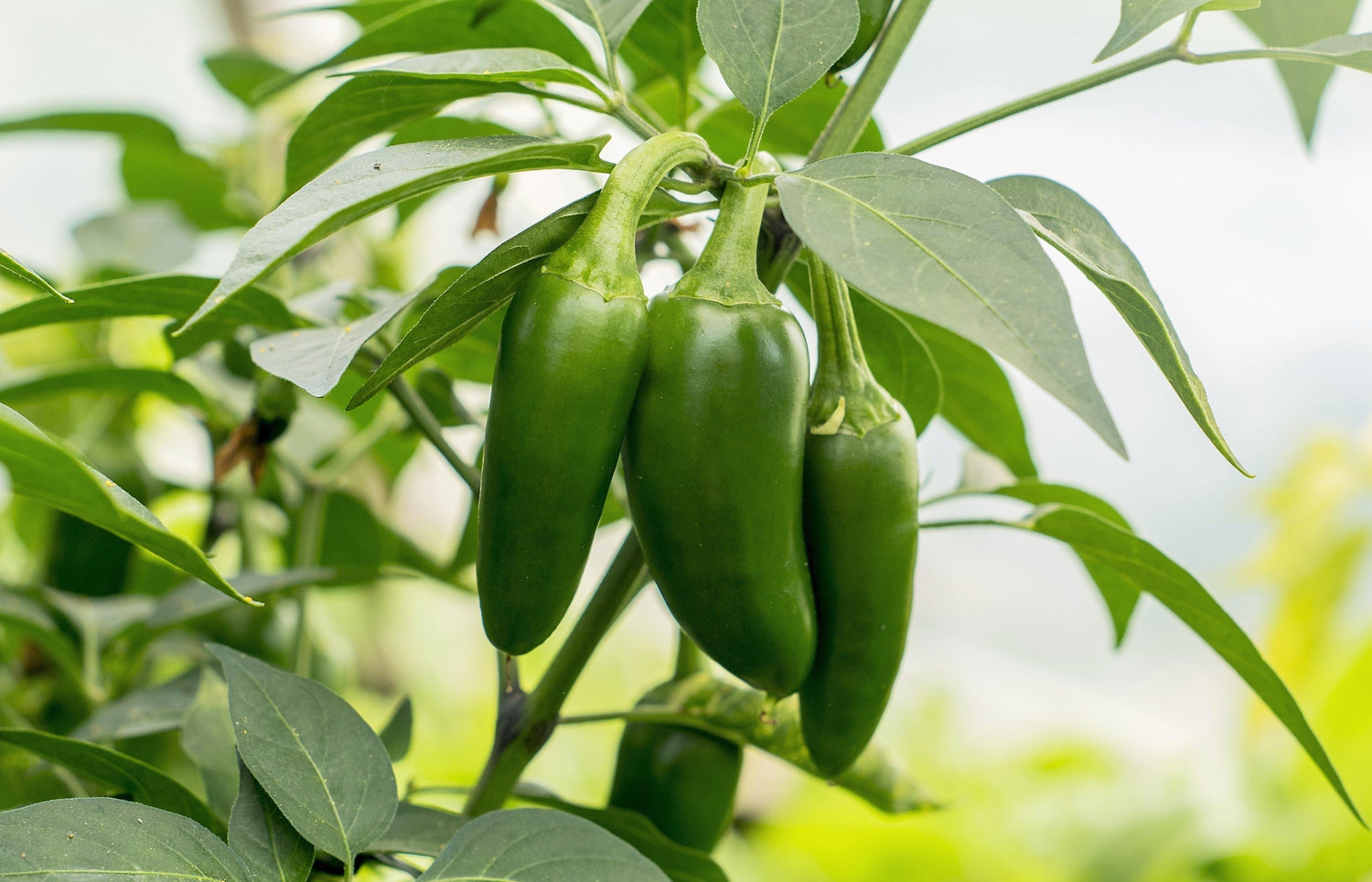 400 PIMIENTO JALAPEÑO TEMPRANO Verde Medio Picante Capsicum Annuum Chile Mexicano Semillas de Vegetales