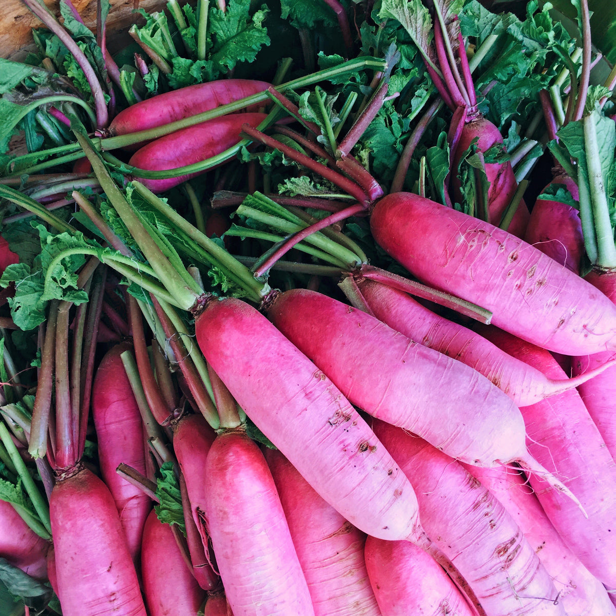 100 semillas de rábano rosa chino (rábano chino de invierno) Raphanus sativus
