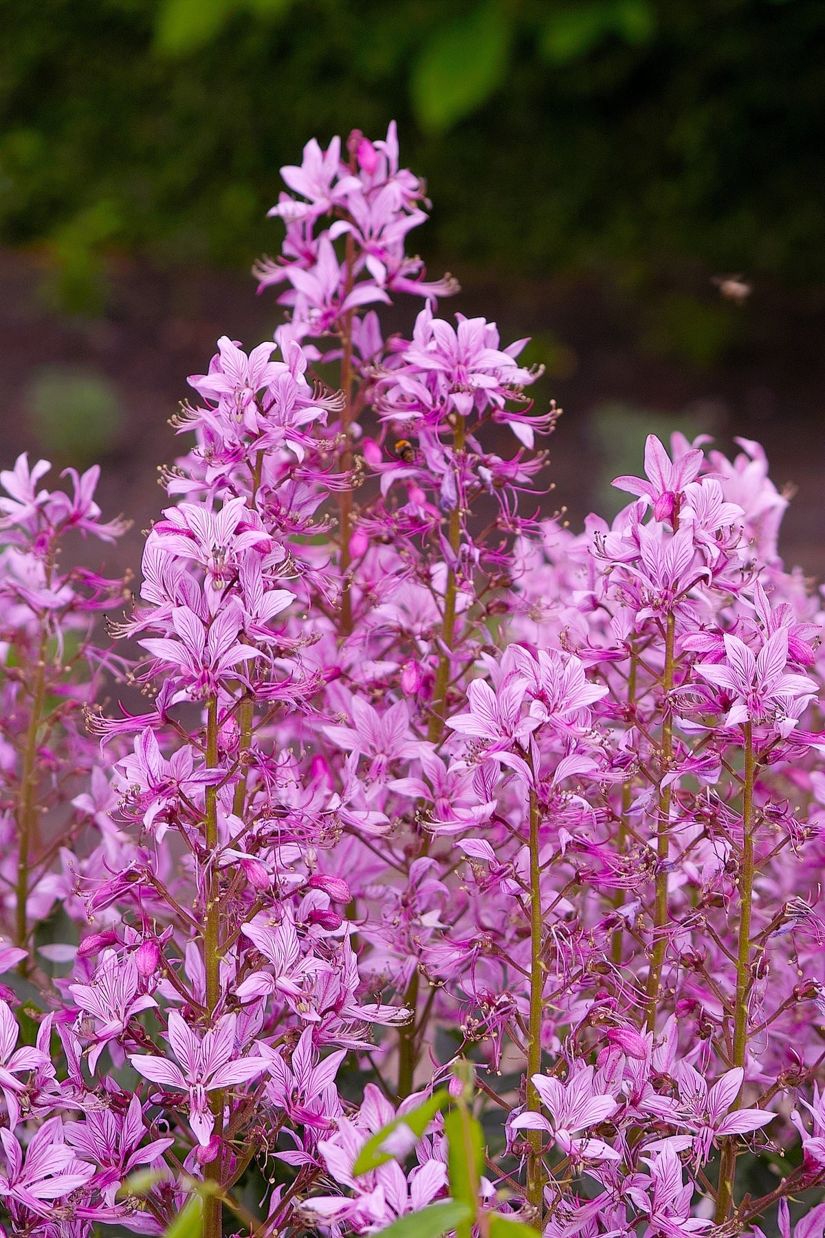 10 semillas de plantas de gas Dictamnus albus de colores mixtos, blanco, rojo, rosa y lila.