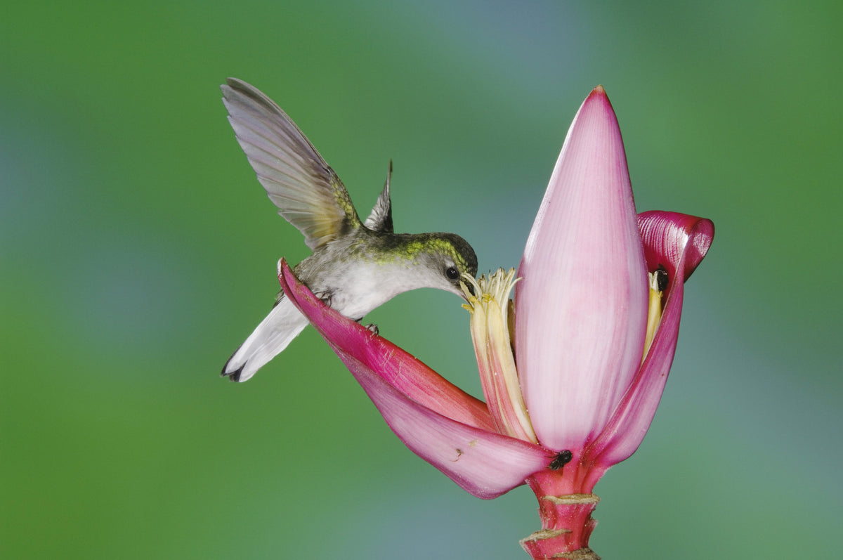 5 semillas de plátano rosa enano, Musa velutina, árbol frutal con flores