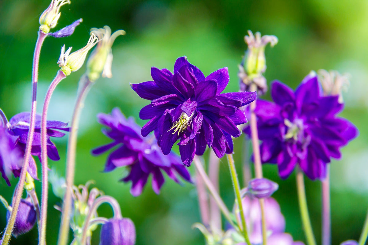 100 semillas de Aquilegia vulgaris, doble aguileña alta, colores mixtos: rojo, rosa, morado y blanco