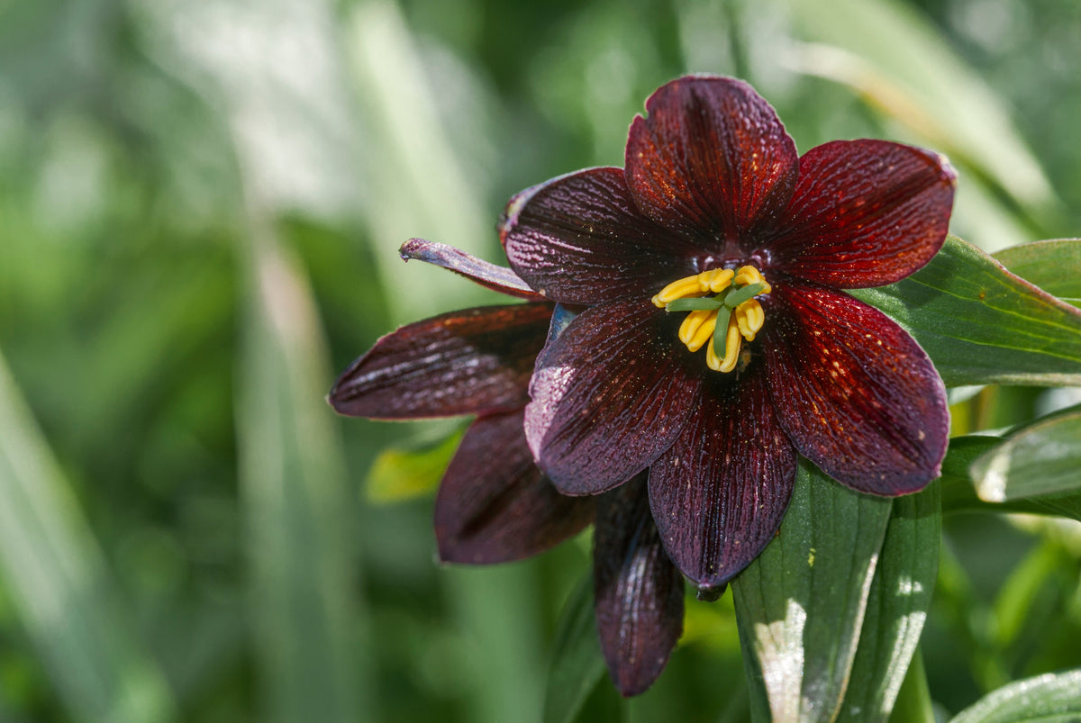 10 CHOCOLATE LILY Black Kamchatka Brown Fritillaria Camschatcensis Flower Seeds