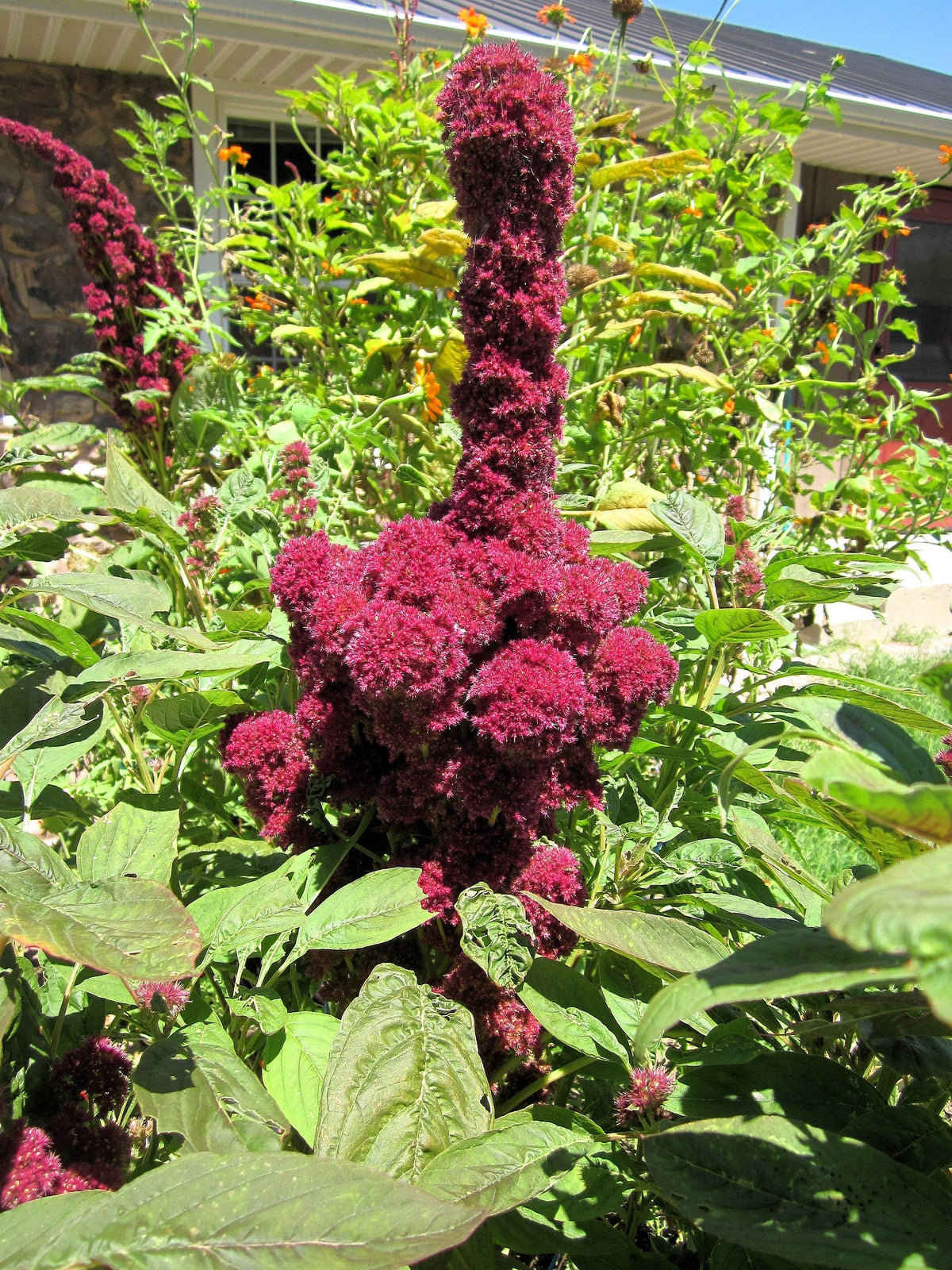 100 semillas orgánicas de Amaranto Cabeza de Elefante, Amaranthus Gangeticus, color rojo burdeos