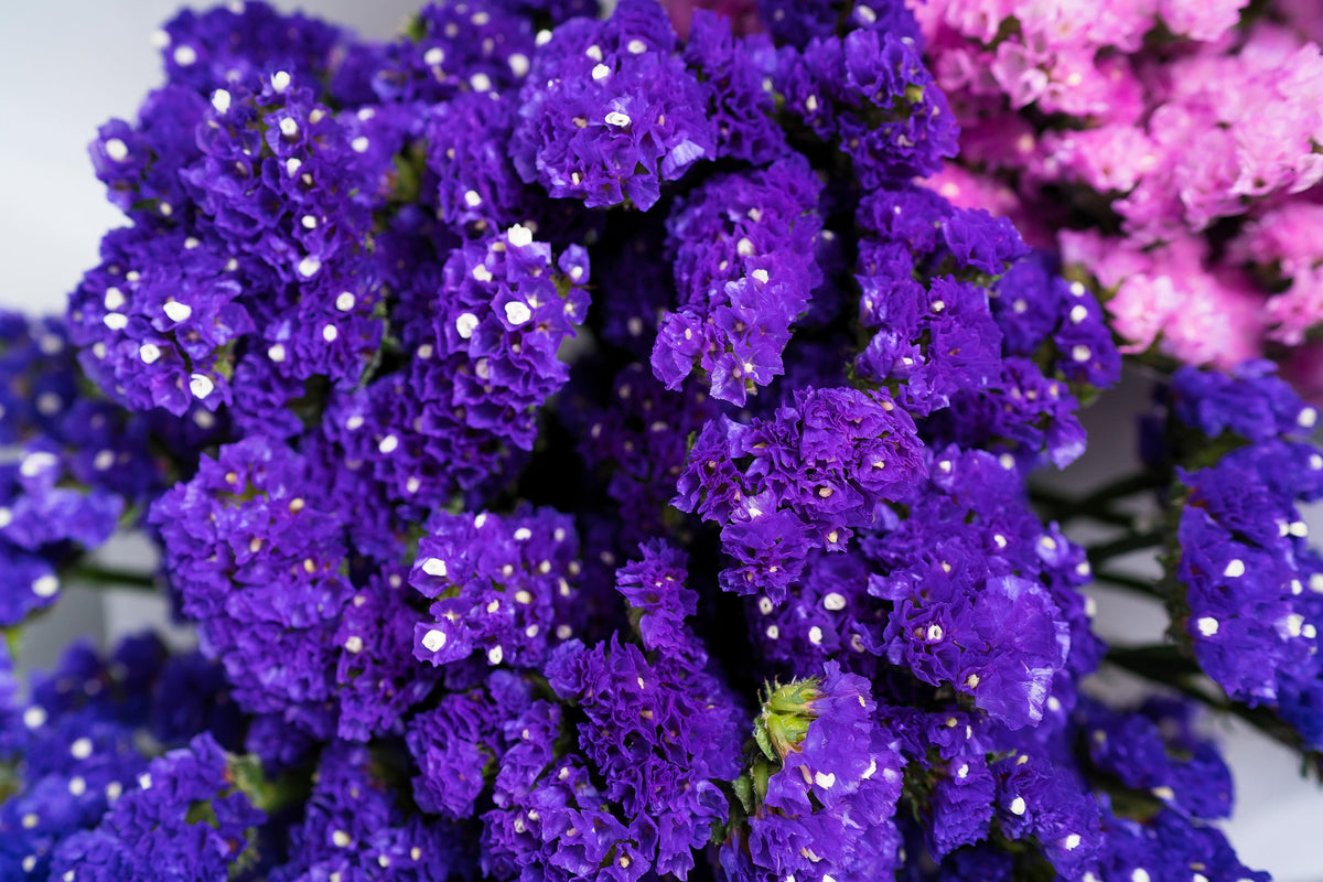 50 Pacific Mix STATICE SINUATA Mixed Colors (Sea Lavender) Limonium Latifolia Flower Seeds