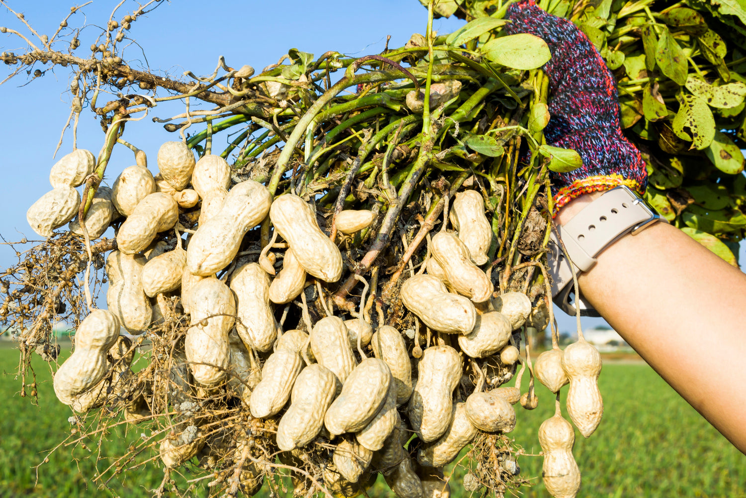 25 semillas de BAILEY II Virginia PEANUT Arachis Hypogaea Planta perenne de frutos secos