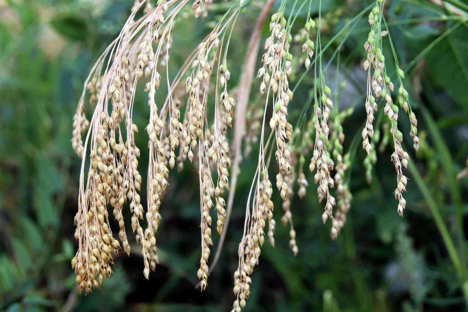 200 semillas de mijo común blanco, Panicum miliaceum, hierba ornamental vegetal